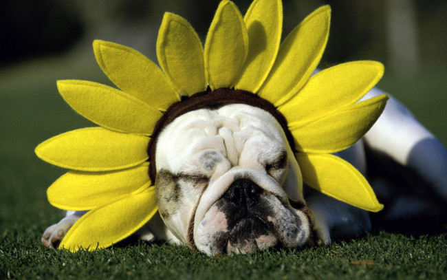 Обои картинки фото животные, собаки