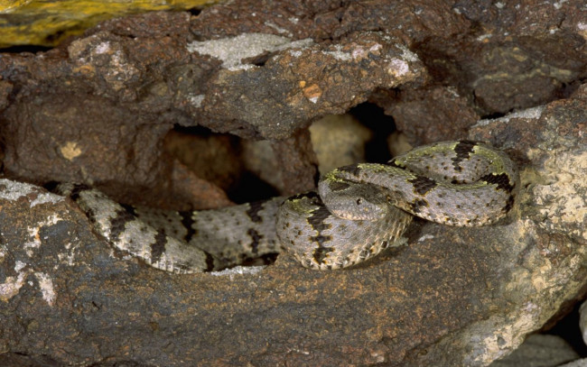 Обои картинки фото животные, змеи, питоны, кобры