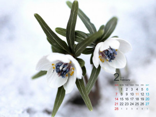 Картинка календари цветы