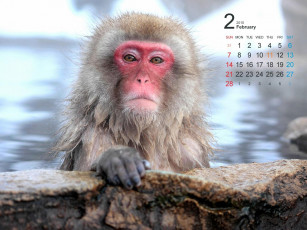 обоя календари, животные
