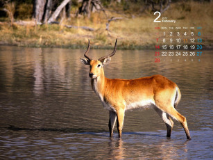 обоя календари, животные