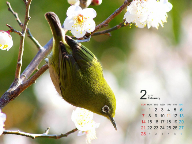 Обои картинки фото календари, животные