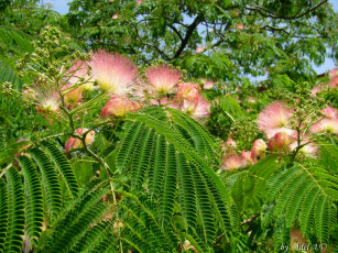 Картинка цветы акация