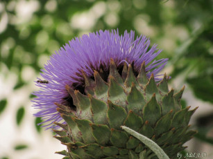 Картинка цветы Чертополох репейник