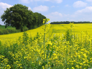 Картинка цветы луговые полевые