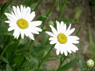 Картинка цветы ромашки