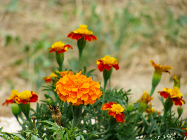 Обои картинки фото цветы, бархатцы