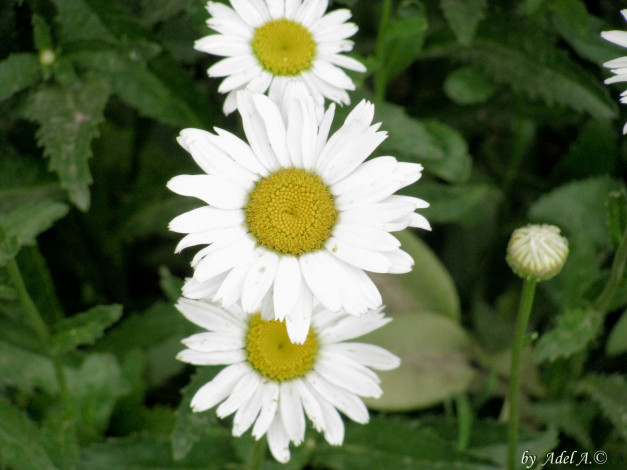 Обои картинки фото цветы, ромашки