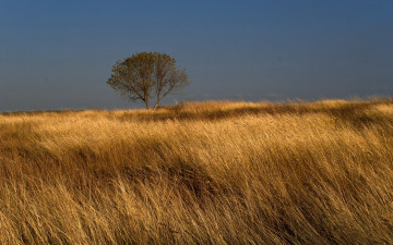Картинка природа поля дерево небо