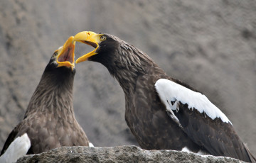 Картинка животные птицы хищники орёл хищник