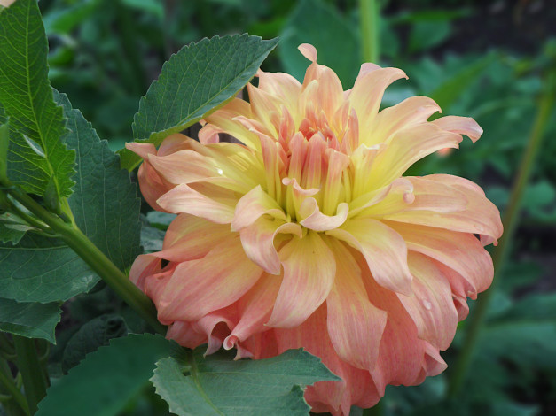 Обои картинки фото цветы, георгины, листья