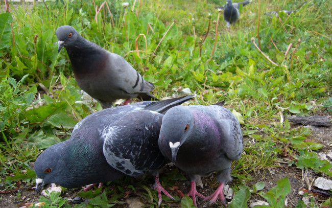 Обои картинки фото животные, голуби, голубь, трава