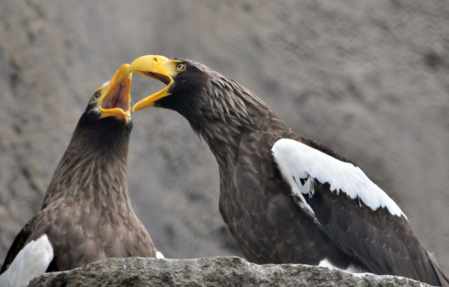 Обои картинки фото животные, птицы, хищники, орёл, хищник
