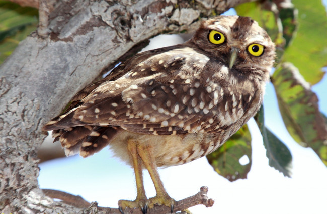 Обои картинки фото животные, совы, пестрый, глаза