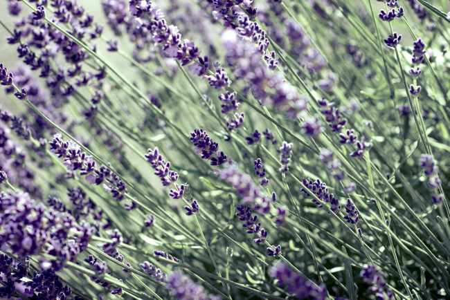 Обои картинки фото цветы, лаванда, фиолетовый