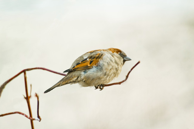 Обои картинки фото животные, воробьи, ветка