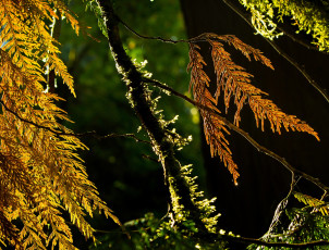 Картинка природа макро мох ветки