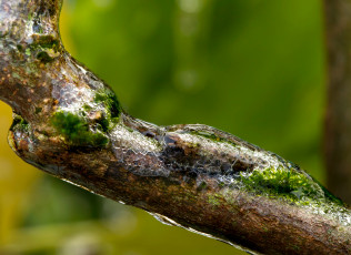 Картинка природа макро лёд ветка