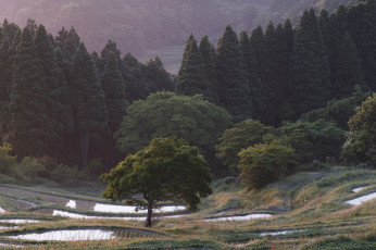 Картинка природа лес рисовые чеки деревья склоны takaten вода