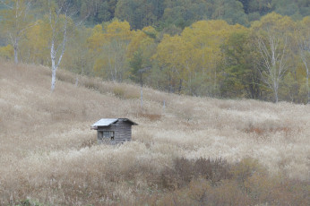 Картинка природа лес takaten деревья домик трава
