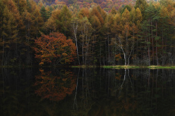 Картинка природа реки озера утро деревья вода takaten осень туман