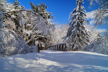 Картинка природа зима снег ели