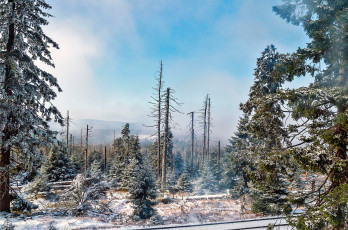 Картинка природа зима снег ели