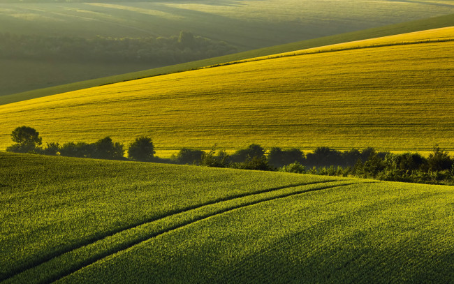 Обои картинки фото природа, поля, лето, утро