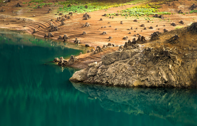 Обои картинки фото природа, реки, озера, корни, пеньки, берег, вода, озеро