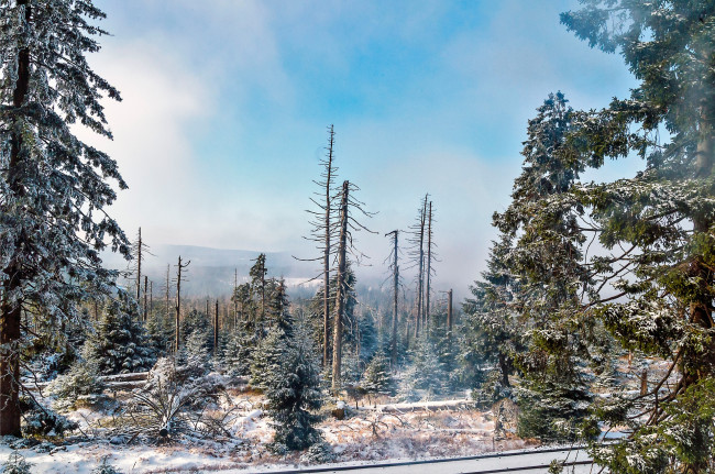 Обои картинки фото природа, зима, снег, ели