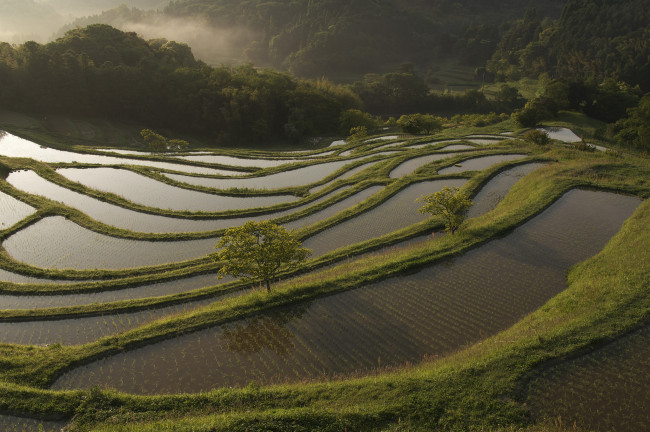 Обои картинки фото природа, поля, takaten, деревья, вода, рис, утро