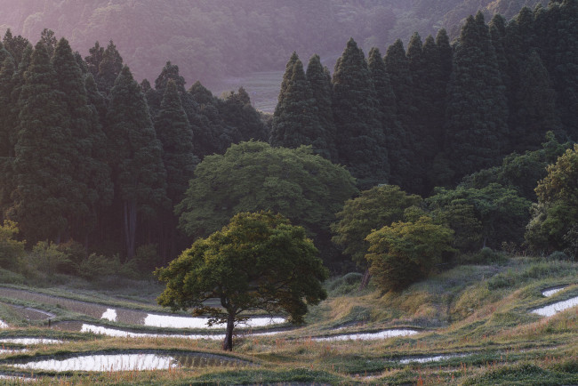 Обои картинки фото природа, лес, рисовые, чеки, деревья, склоны, takaten, вода