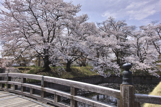 Обои картинки фото природа, парк, вода, цветение, мост, весна, сад, деревья