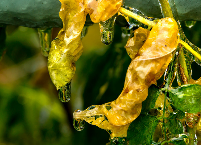 Обои картинки фото природа, листья, лёд, макро