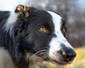 Картинка животные собаки пес