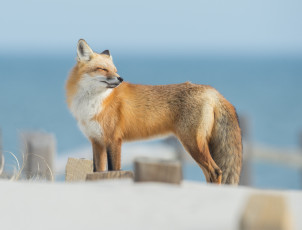 Картинка животные лисы лисичка