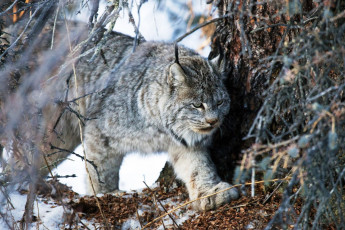 Картинка животные рыси деревья зима хищник рысь снег хворост ветки дес