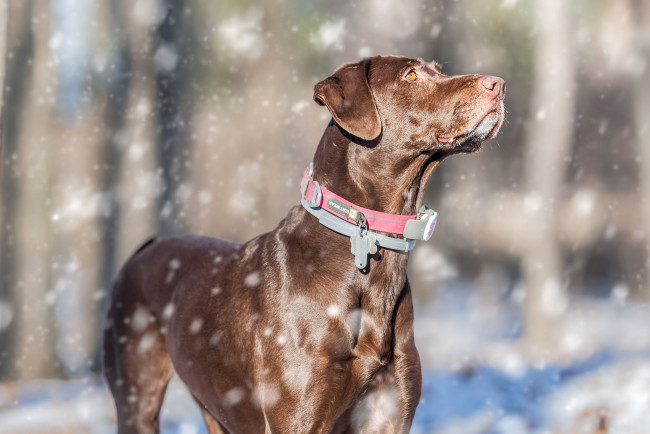 Обои картинки фото животные, собаки, пес