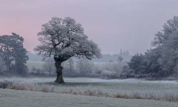 Картинка природа дороги дерево поле утро