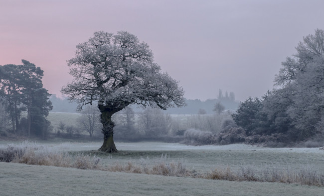 Обои картинки фото природа, дороги, дерево, поле, утро