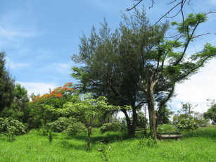 Картинка природа деревья скамейки трава