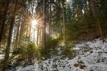 Картинка природа лес простор