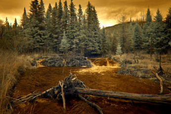 Картинка природа лес простор