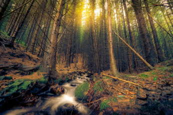 Картинка природа лес простор