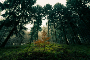 Картинка природа лес простор