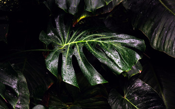 Картинка природа листья монстера