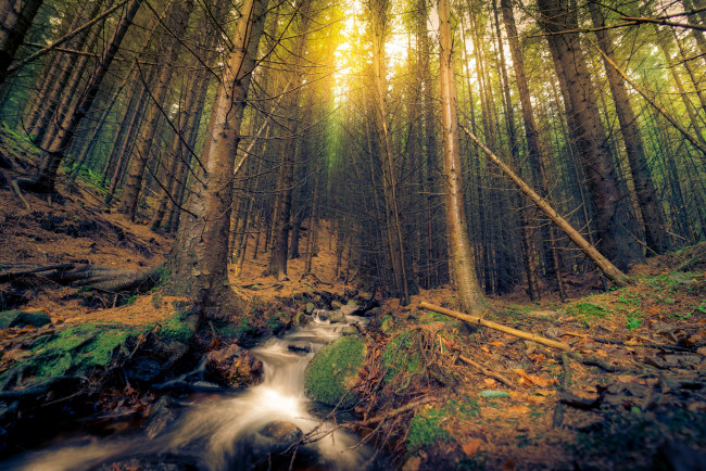 Обои картинки фото природа, лес, простор