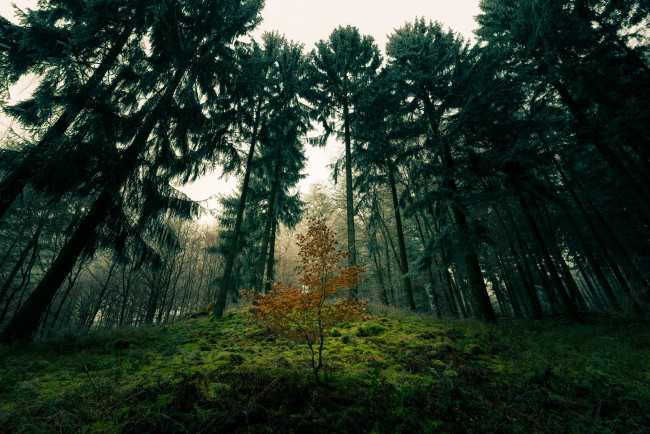 Обои картинки фото природа, лес, простор