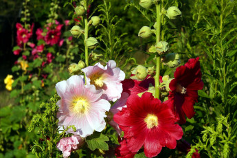 обоя цветы, мальвы, розовая, алая, мальва