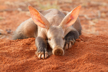 Картинка трубкозуб животные -+другое африка млекопитающее трубкозубы трубкозубовые земляная свинья